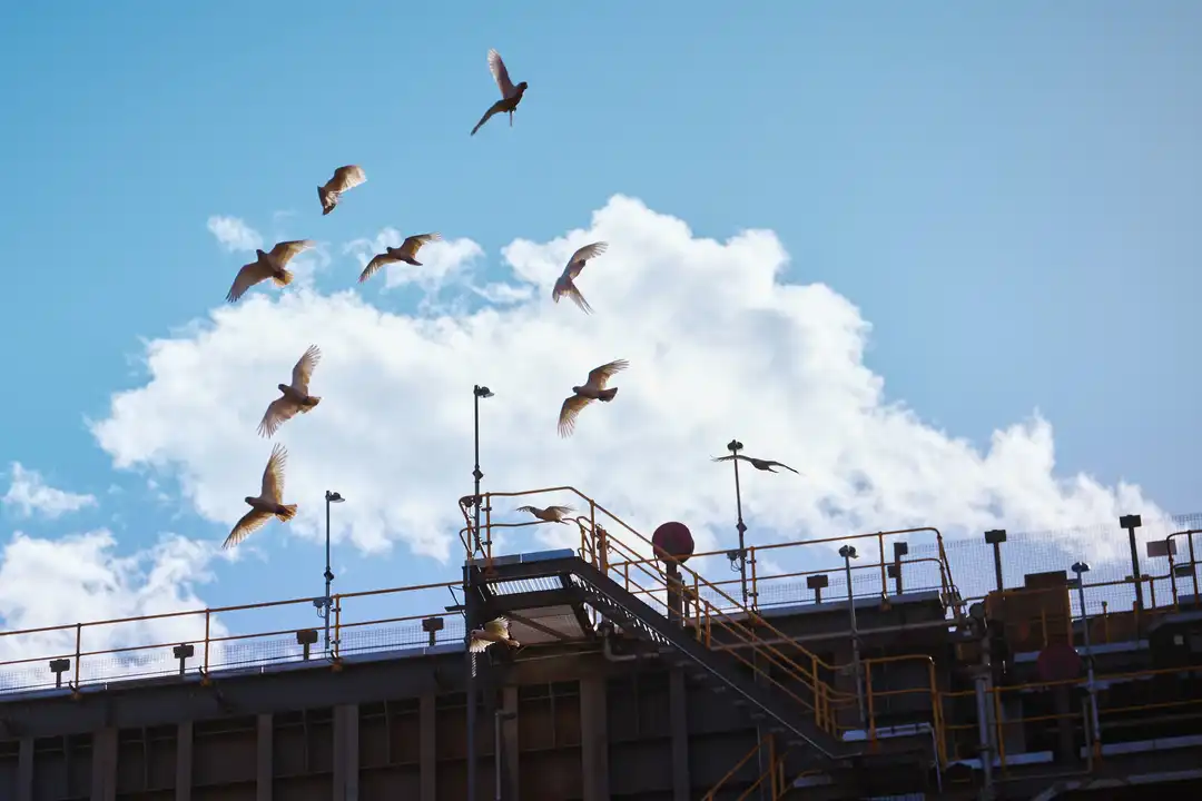 Birds flying at Kens Bore mine site