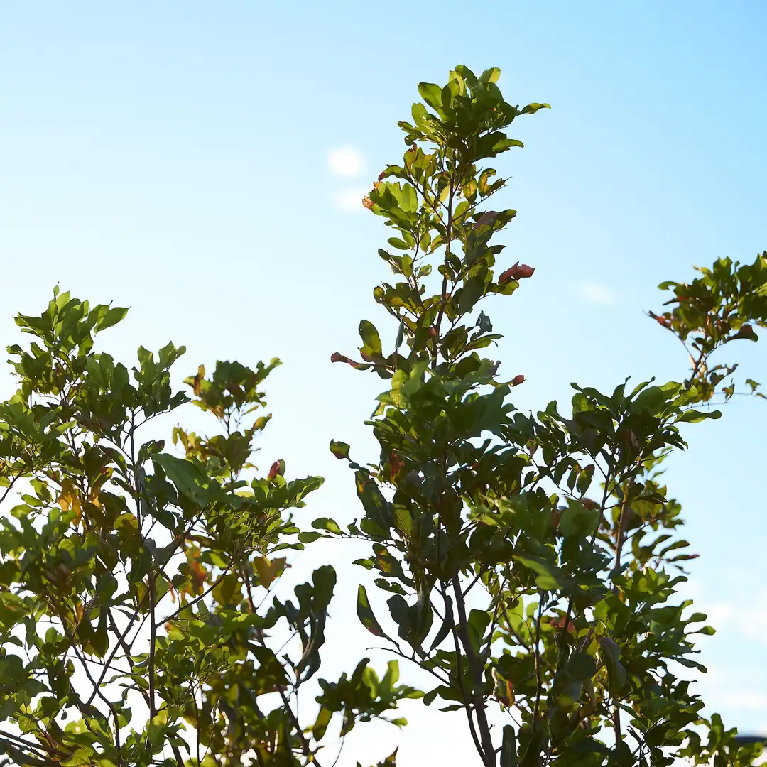 Green leaves against a sky background